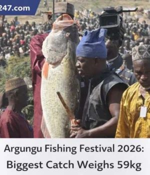 Argungu Fishing Festival 2026: Biggest Catch Weighs 59kg
